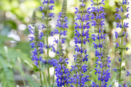 Blooming Salvia nemorosa flowers in the gardenの写真素材