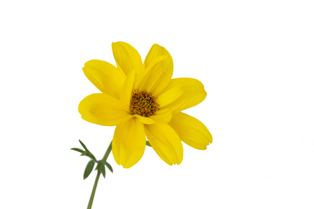 Bidens ferulifolia flower isolated on whiteの写真素材