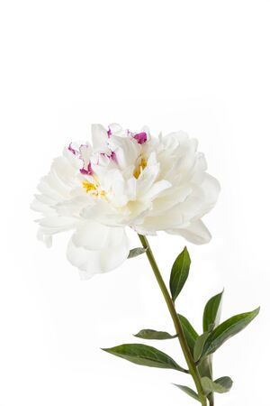 Single white Peony flower isolated on white backgroundの写真素材