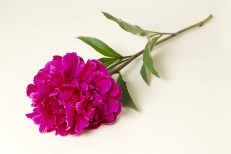Single red Peony flower on beige backgroundの写真素材