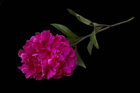 Single red Peony flower on black backgroundの写真素材