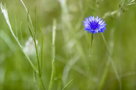 Blooming blue cornflower (Cyanus segetum) on a meadowの写真素材