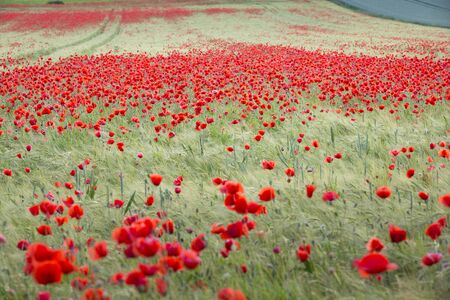 Blooming poppy field (Papaver rhoeas) in a meadowの写真素材