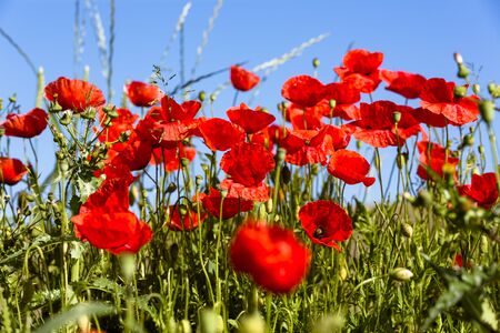Blooming poppy field (Papaver rhoeas) in a meadowの写真素材