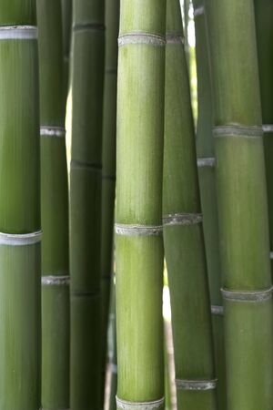 Fresh green bambooの写真素材