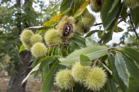 Chestnuts on a tree in autumn in Franceの写真素材