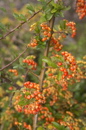 Firethorn (Pyracantha) berries in autumnの写真素材