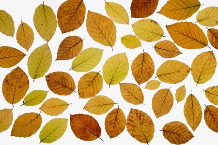 Beech leaves (Fagus) in autumn colors on white backgroundの写真素材