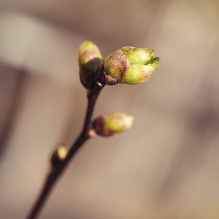 Small twig of a lime tree with buds in springtimeの写真素材