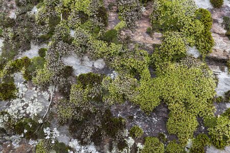 Moss covered wall closeupの写真素材