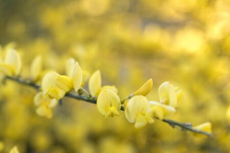 Broom (Genista) closeup in the garden