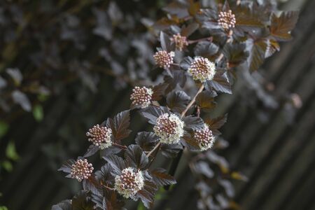 Blooming Physocarpus opulifolius bush in the gardenの写真素材