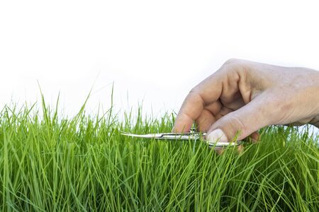Female hand precisely cutting lawn with scissorsの写真素材