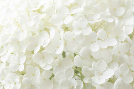 Blooming Hydrangea flower detail