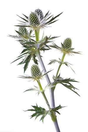 Blooming Eryngium flowers on white backgroundの写真素材