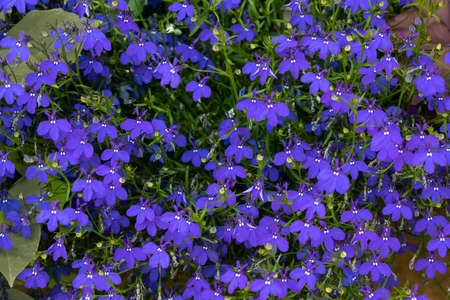 Lobelia erinus flowers in a gardenの写真素材