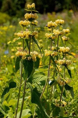 Syrian sage (Phlomis russeliana) in the gardenの写真素材