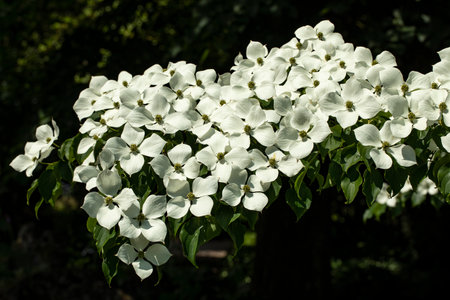 Blooming Cornus kousa tree in a gardenの写真素材
