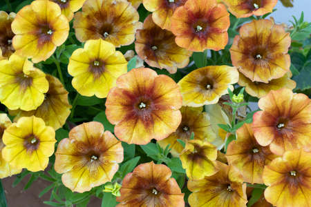 Petunia hybrida (fun house)の写真素材