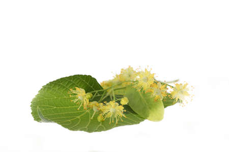 Lime blossoms with leafs isolated on whiteの写真素材