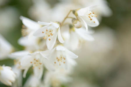 Blooming Deutzia bush in a garden