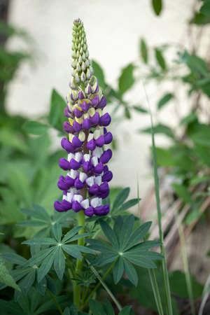 Blooming Lupinus plant in a gardenの写真素材