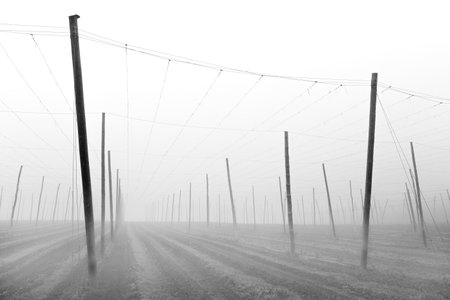 Empty wooden hop poles in winter with mistの写真素材