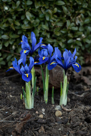 Blue Iris reticulata flowers in a gardenの写真素材
