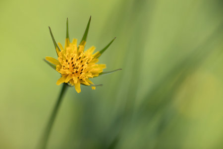 Blooming Tragopogon dubius plant in the gardenの写真素材
