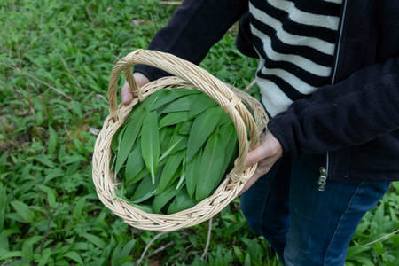 Harvesting ransom (wild garlic) in a forest