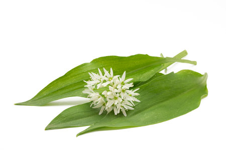 Wild garlic leaves with blossoms on white backgroundの写真素材