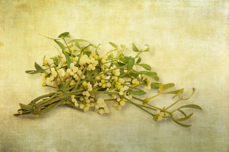 Mistletoe, lying, with overlaid textureの写真素材