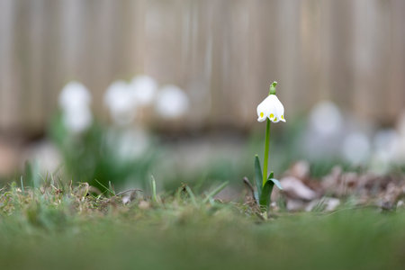 Single spring snowflake (Leucojum vernum) in the garden, shallow depth of fieldの写真素材