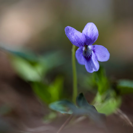 Single violet flower (Viola Odorata) in the forestの写真素材