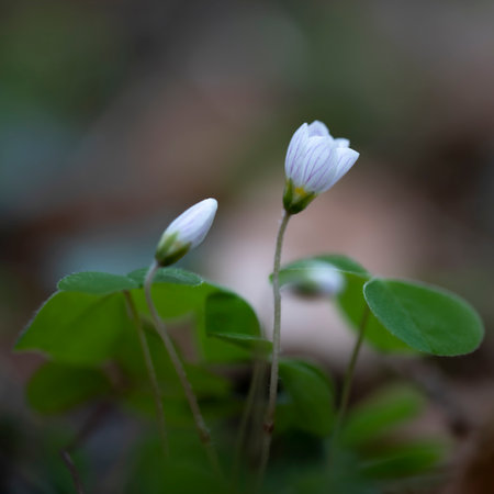 Flowering wood sorrel (Oxalis acetosella) in the forestの写真素材