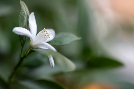 Single orange blossom, close-up shotの写真素材