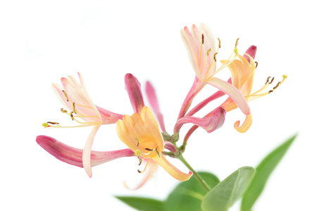 Honeysuckle (Lonicera), isolated on white backgroundの写真素材