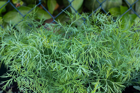 Dill plants growing in a garden
