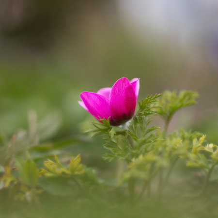 Red anemone (Anemone coronaria) in the garden, square formatの写真素材