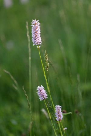 Flowering meadow knotweed (Polygonum bistorta)