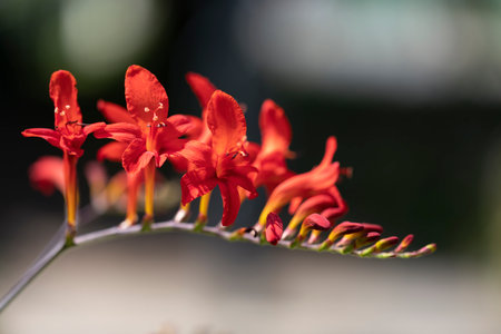 Blooming montbretia (Crocosmia), close-upの写真素材