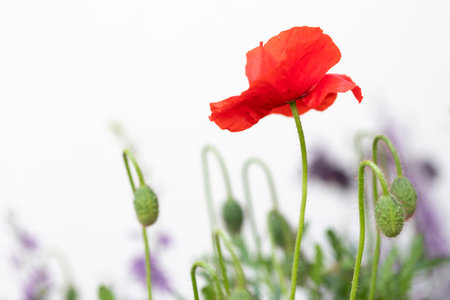 Blooming red poppy in front of a white house wallの写真素材