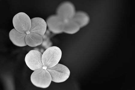 Hydrangea flower (Hydrangea) in black and white