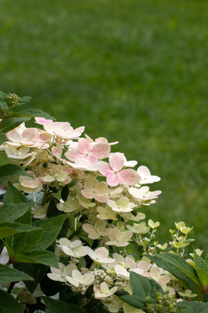 Hydrangea blossom (Hydrangea) in the garden