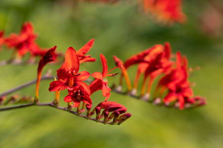 Blooming montbretia (Crocosmia), close-upの写真素材
