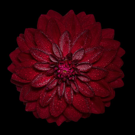 Red Dahlia flower with water drops on black backgroundの写真素材