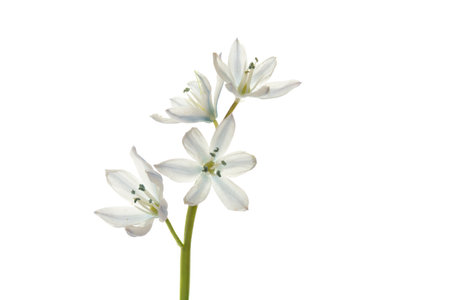 Blue starling (Scilla mischschenkoana), isolated on whiteの写真素材