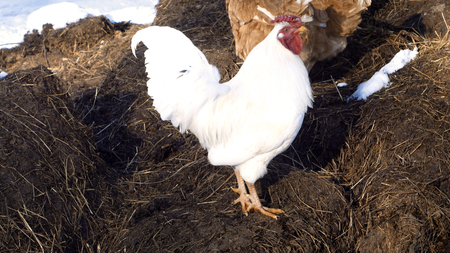 rooster and hens grazing free in winterrooster and hens grazing free in winterの写真素材