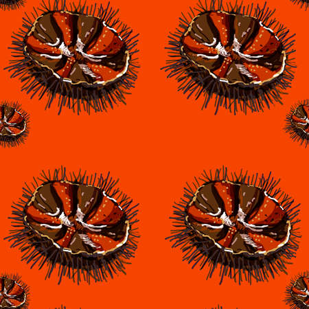 animated pattern of sea urchins, ideal footage for themes such as Mediterranean cuisine, fish recipes, refined dishの写真素材