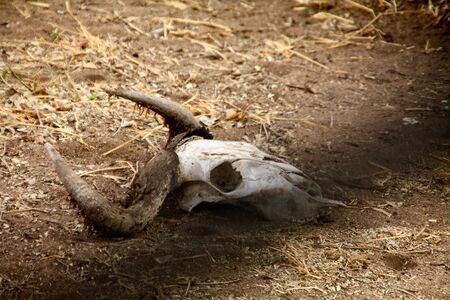 Venison skull from the boneのeditorial素材